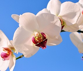 肇庆正规助孕捐卵机构，附正规捐卵机构报名表！